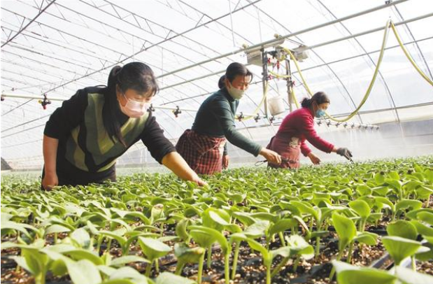 扶溝：全力確?！安嘶@子”種苗供應