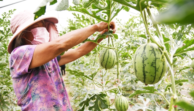 谷雨前后，種瓜點豆
