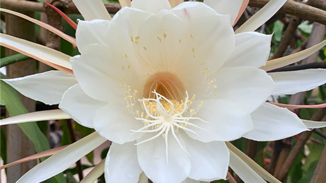 罕見(jiàn)：周口市民家中56朵曇花在白天開放