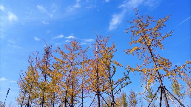 ?多彩的秋天，繽紛的秋葉