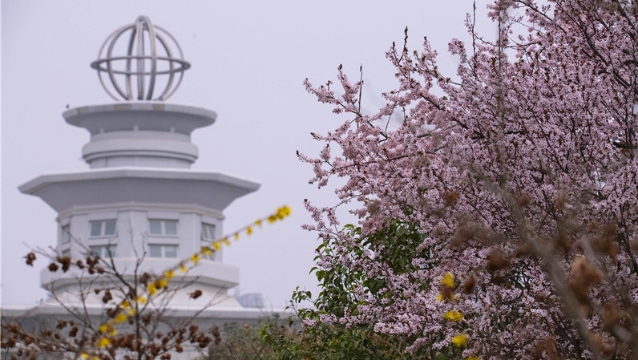 陽(yáng)春三月，踏青賞花正當(dāng)時(shí)