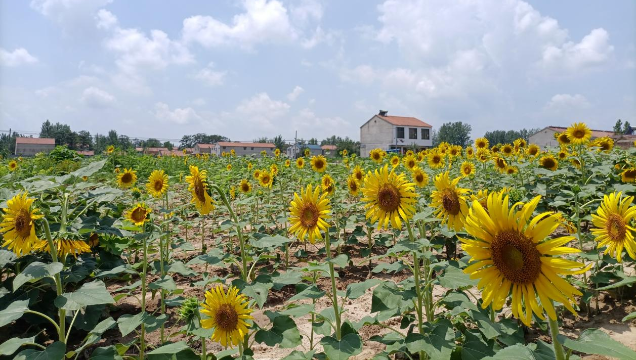 [鹿邑]馬鋪鎮(zhèn)：廢閑土地開(kāi)出“幸?；ā?> </a></TD>             </TR>           </TBODY>         </TABLE>         <TABLE class=margin_4 border=0 cellSpacing=0 cellPadding=0 width=