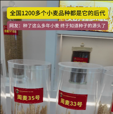 周口國(guó)家農(nóng)高區(qū)展示的種子資源，全國(guó)1200多個(gè)小麥品種都是它的后代!